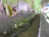 A trail of leaf cutter ants

Trip: B.A. to L.A.
Entry: Day trip to Brazil
Date Taken: 13 Oct/02
Country: Argentina
Taken By: Mark
Viewed: 1290 times
Rated: 6.5/10 by 2 people