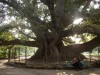 A very big tree in Recoleta
