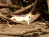 Lazy Cat in the Botanical Gardens