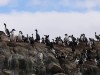 King Cormorants, Ushuaia, Argentina