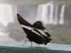 Butterfly, Brazilian side of the Iguazu Falls

Trip: B.A. to L.A.
Entry: Day trip to Brazil
Date Taken: 13 Oct/02
Country: Argentina
Taken By: Mark
Viewed: 2130 times
Rated: 8.9/10 by 9 people