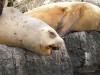 A Sea-Lion, Ushuaia, Argentina