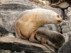 A Sea-Lion, Ushuaia, Argentina