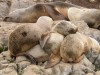 Sea-Lion pups, Ushuaia, Argentina