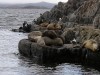 Sea-Lions, Ushuaia, Argentina