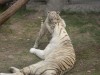 Tiger Babies at the Zoo