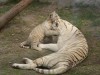 Tiger Babies at the Zoo