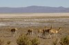 Vicuñas - wild andean deer.