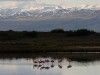 Flamingos in Laguna Nime, Calafate

Trip: B.A. to L.A.
Entry: El Calafate
Date Taken: 22 Oct/02
Country: Argentina
Taken By: Mark
Viewed: 2000 times
Rated: 9.5/10 by 2 people