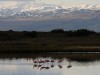 Flamingos in Laguna Nime, Calafate

Trip: B.A. to L.A.
Entry: El Calafate
Date Taken: 22 Oct/02
Country: Argentina
Taken By: Mark
Viewed: 2187 times
Rated: 9.5/10 by 2 people