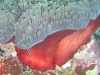Sea Anenome

Trip: B.A. to L.A.
Entry: Fiji
Date Taken: 15 May/03
Country: Fiji
Taken By: Mark
Viewed: 2995 times
Rated: 9.6/10 by 5 people