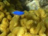 Blue Devil Fish near Ono, Fiji

Trip: B.A. to L.A.
Entry: Fiji
Date Taken: 05 May/03
Country: Fiji
Taken By: Mark
Viewed: 2826 times
Rated: 9.2/10 by 5 people