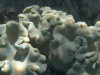 Coral near Ono, Fiji

Trip: B.A. to L.A.
Entry: Fiji
Date Taken: 05 May/03
Country: Fiji
Taken By: Mark
Viewed: 2272 times