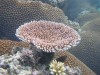 Coral near Ono, Fiji