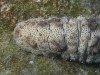Sea Cucumber near Ono, Fiji