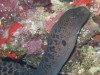 Moray Eel, Fiji