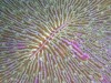 Mushroom Coral, Fiji