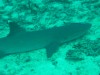 White Tip Reef Shark