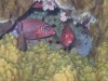 Squirrel Fish