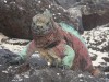 Marine Iguana