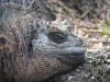 Marine Iguana

Trip: B.A. to L.A.
Entry: Galapagos Islands Boat Tour
Date Taken: 15 Jan/03
Country: Ecuador
Taken By: Mark
Viewed: 983 times