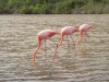 Galapagos Flamingos