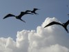Frigate Birds following our boat