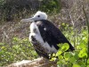 Frigate Bird chick