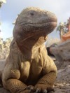 Land Iguana

Trip: B.A. to L.A.
Entry: Galapagos Islands Boat Tour
Date Taken: 17 Jan/03
Country: Ecuador
Taken By: Mark
Viewed: 1703 times
Rated: 8.6/10 by 7 people