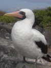 Masked Boobie

Trip: B.A. to L.A.
Entry: Galapagos Islands Boat Tour
Date Taken: 18 Jan/03
Country: Ecuador
Taken By: Mark
Viewed: 1876 times
Rated: 9.5/10 by 2 people