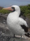 Masked Boobie

Trip: B.A. to L.A.
Entry: Galapagos Islands Boat Tour
Date Taken: 18 Jan/03
Country: Ecuador
Taken By: Mark
Viewed: 2046 times
Rated: 9.5/10 by 2 people