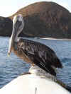 Pelican