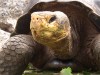 Giant Tortoise

Trip: B.A. to L.A.
Entry: Diving in the Galapagos Island
Date Taken: 10 Jan/03
Country: Ecuador
Taken By: Mark
Viewed: 1437 times
Rated: 8.5/10 by 2 people