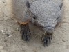 Armadillo near Puerto Madryn