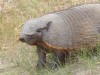 Armadillo near Puerto Madryn

Trip: B.A. to L.A.
Entry: Whales and Penguins Yeah
Date Taken: 03 Nov/02
Country: Argentina
Taken By: Mark
Viewed: 1370 times
Rated: 7.5/10 by 4 people
