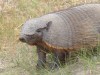 Armadillo near Puerto Madryn

Trip: B.A. to L.A.
Entry: Whales and Penguins Yeah
Date Taken: 03 Nov/02
Country: Argentina
Taken By: Mark
Viewed: 1724 times
Rated: 7.5/10 by 4 people