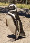 Penguin near Puerto Madryn

Trip: B.A. to L.A.
Entry: Whales and Penguins Yeah
Date Taken: 04 Nov/02
Country: Argentina
Taken By: Mark
Viewed: 2174 times
Rated: 10.0/10 by 2 people
