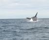 Backflip from a whale near Puerto Madryn