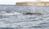 Two whales near Puerto Madryn