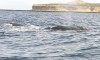 Two whales near Puerto Madryn

Trip: B.A. to L.A.
Entry: Whales and Penguins Yeah
Date Taken: 03 Nov/02
Country: Argentina
Taken By: Mark
Viewed: 1371 times
Rated: 8.8/10 by 4 people