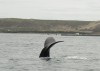 A whale tail near Puerto Madryn