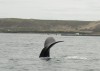 A whale tail near Puerto Madryn

Trip: B.A. to L.A.
Entry: Whales and Penguins Yeah
Date Taken: 03 Nov/02
Country: Argentina
Taken By: Mark
Viewed: 955 times