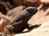 A lizard at Puente Del Inca

Date Taken: 12 Nov/02
Taken By: Mark
Viewed: 454 times