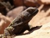 A lizard at Puente Del Inca