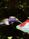 Hummingbird

Trip: B.A. to L.A.
Entry: Busy in Monteverde
Date Taken: 03 Feb/03
Country: Costa Rica
Taken By: Mark
Viewed: 2142 times
Rated: 10.0/10 by 3 people
