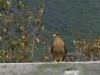 Unidentified bird of prey at the Perito Moreno Glacier