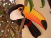 Tucan at Hostel Bolivia