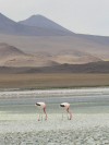 Flamingos. Southwest Bolivia.

Trip: B.A. to L.A.
Entry: Salar de Uyuni
Date Taken: 02 Dec/02
Country: Bolivia
Taken By: Mark
Viewed: 1377 times