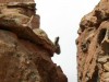A Viscacha. Valley of Rocks, Southwest Bolivia.