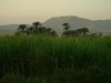 Sugar Cane Field

Trip: Greece, Egypt and Africa
Entry: Nile Valley
Date Taken: 07 Nov/03
Country: Egypt
Taken By: Abi
Viewed: 1788 times